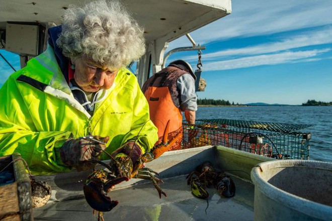 Cụ bà đo kích thước tôm hùm Cụ bà 101 tuổi đo kích thước tôm hùm